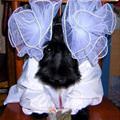 Nice Costume