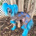 funny dog 1