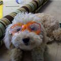 Nice Goggles