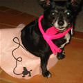 funny dog 5