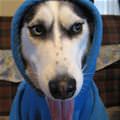 funny dog 1