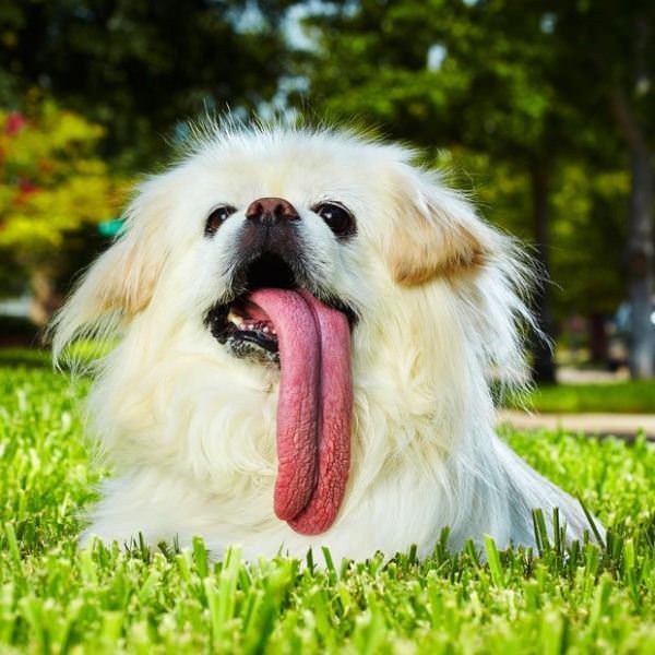 Nice Long Tongue