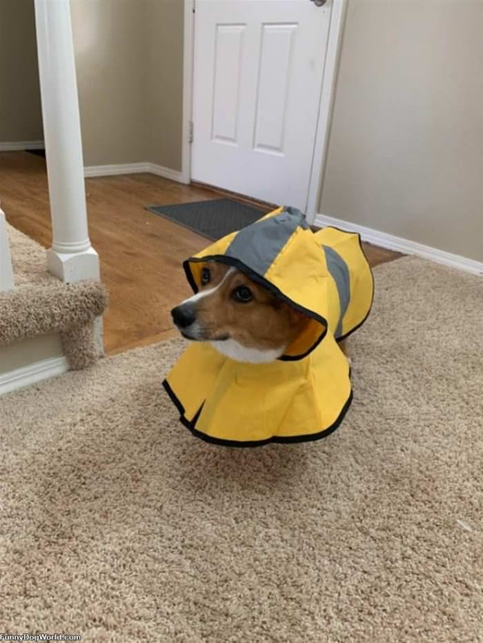 Nice Raincoat