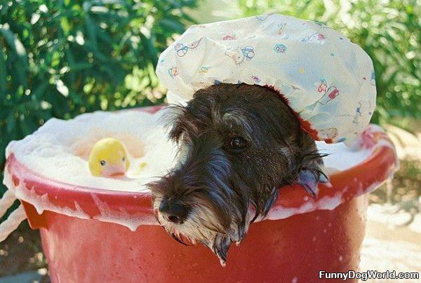 Nice Shower Cap