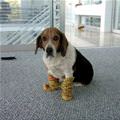 Nice Slippers