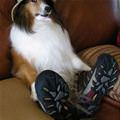 Nice Sneakers