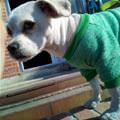 funny dog 4