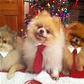 funny dog 1