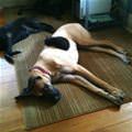 Nicest Dog Ever