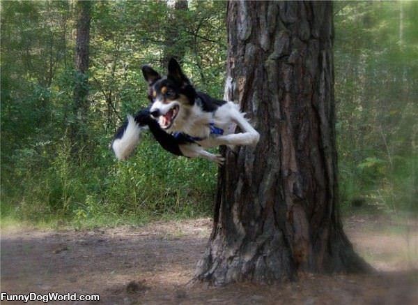 Ninja Dog