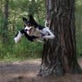 funny dog 2