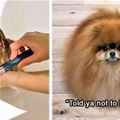 funny dog 5
