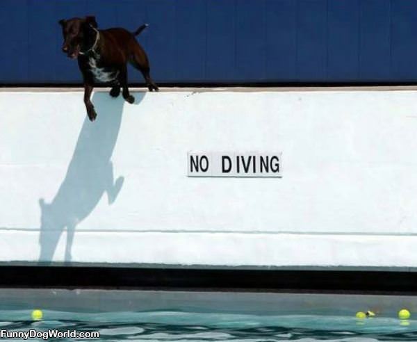 No Diving Dog