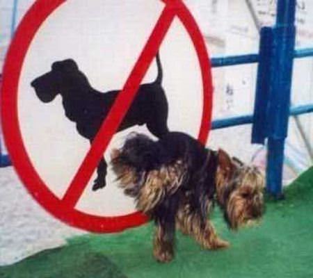 No Dogs