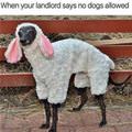 No Dogs Allowed