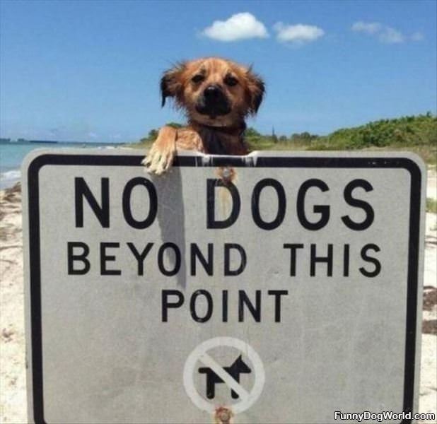 No Dogs Beyond This Point