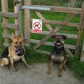 No Dogs Haha