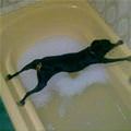 funny dog 2