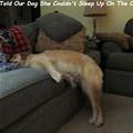 funny dog 5