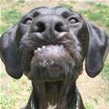 funny dog 1