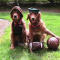 funny dog 4