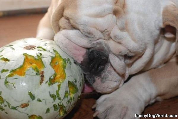 Nom Nom Ball