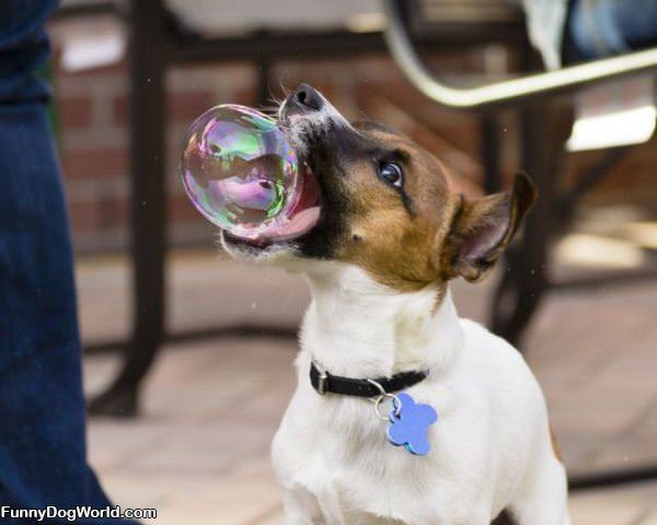 Nom Nom Bubble