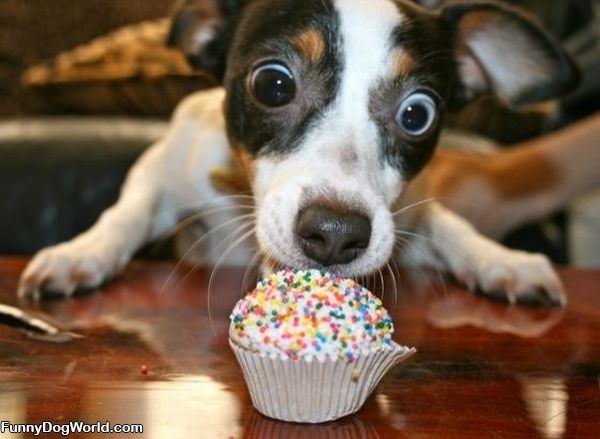 Nom Nom Cupcake