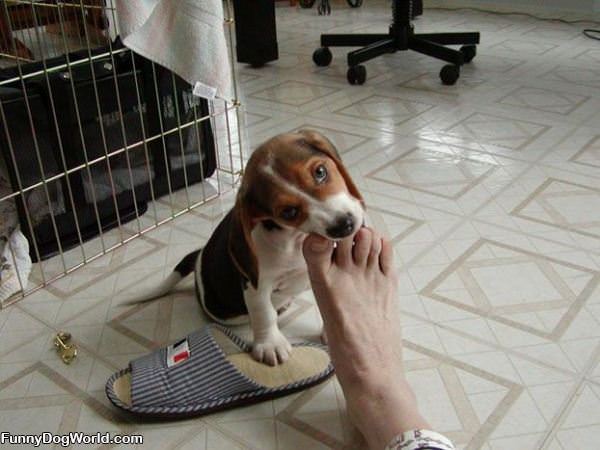 Nom Nom Foot