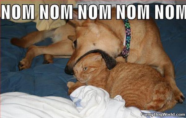 Nom Nom Nom Cat