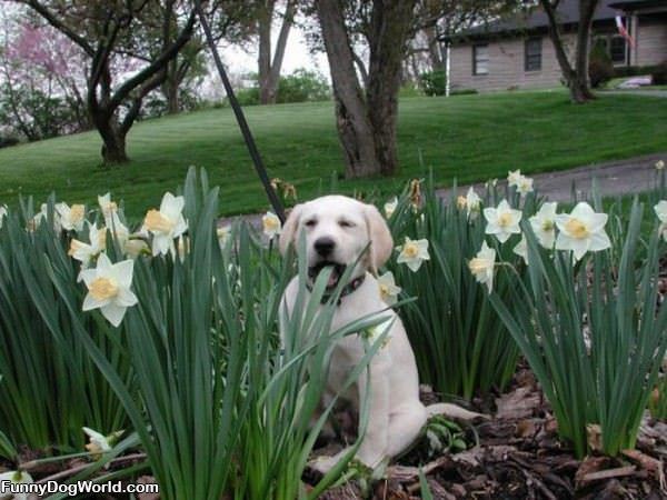 Nom Nom Nom Flowers