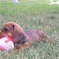 funny dog 4