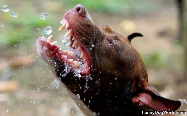 Nom Nom Nom Water