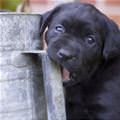 Nom Nom Puppy