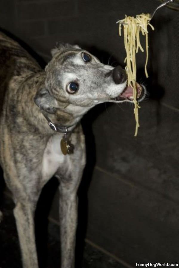 Nom Nom Spaghetti