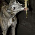 Nom Nom Spaghetti