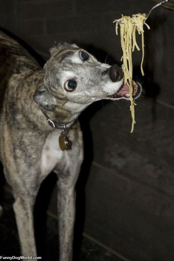 Nom Nom Spaghetties