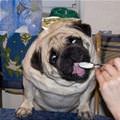 funny dog 1