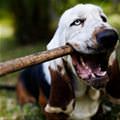 Nom Nom Stick