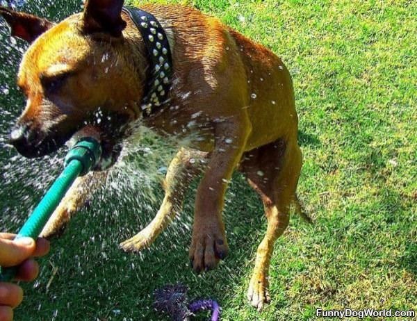 Nom Nom Water