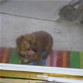 funny dog 2