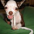 funny dog 5