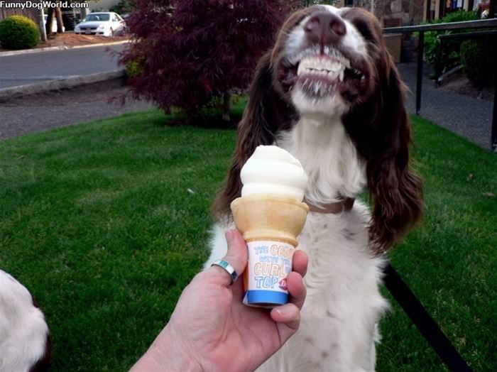 Nommm Nom Ice Cream