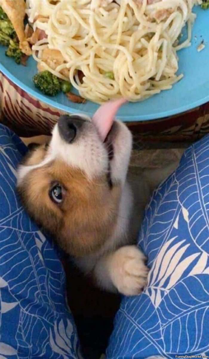 Nommm Nom Spaghetti