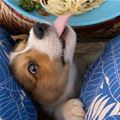 Nommm Nom Spaghetti