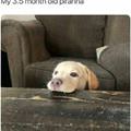 Nommmm