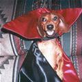 funny dog 1