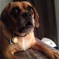 funny dog 5