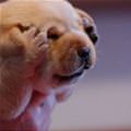 funny dog 2