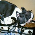 funny dog 1
